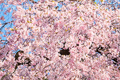 枝垂桜,枝垂れ,桜,さくら,サクラ,花見,お花見,花,お花,フラワー,はな,flower,綺麗,きれい,キレイ,満開,咲,春,blossom,japan