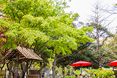 横浜公園の日本庭園,日本庭園,庭園,横浜,公園,神奈川,和傘,park