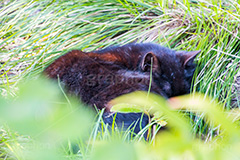 草むらで寝る黒猫,黒猫,草むら,雑草,寝る,野良猫,のら,野良,ねこ,猫,ネコ,cat