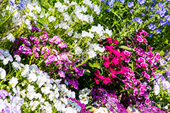 春の花壇,花壇,花畑,花,お花,フラワー,はな,flower,spring,咲,春,花弁,綺麗,きれい,キレイ