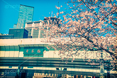 日本橋の桜,トイカメラ撮影,トイカメラ,ヴィンテージ,ビンテージ,レトロ,お洒落,おしゃれ,オシャレ,味わい,トンネル効果