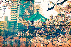 上野公園の桜,トイカメラ撮影,トイカメラ,ヴィンテージ,ビンテージ,レトロ,お洒落,おしゃれ,オシャレ,味わい,トンネル効果
