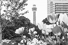横浜マリンタワー,モノクロ,白黒,しろくろ,モノクローム,単色画,単彩画,単色