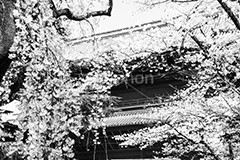 増上寺の枝垂桜,モノクロ,白黒,しろくろ,モノクローム,単色画,単彩画,単色