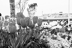 春の横浜,モノクロ,白黒,しろくろ,モノクローム,単色画,単彩画,単色