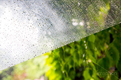 雨の日の散歩,かさ,傘,雨傘,ビニ傘,使い捨て,散歩,雨の日,雨,あめ,梅雨,つゆ,草木,植物,水滴,雨粒,小雨,rain,レイン