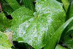 草木に雨粒,雨,あめ,梅雨,つゆ,草,植物,水滴,雨粒,小雨,rain,レイン,雨の日,葉,leaf