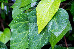 草木に雨粒,雨,あめ,梅雨,つゆ,草,植物,水滴,雨粒,小雨,rain,レイン,雨の日,葉,leaf