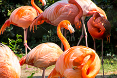 フラミンゴ,水鳥,鳥,水かき,長い脚,長い首,群れ,ピンク,飛翔,ベニヅル,アニマル,動物園,紅色,animal,flamingo