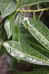 雨,あめ,梅雨,つゆ,草,植物,水滴,雨粒,小雨,rain,レイン,雨の日