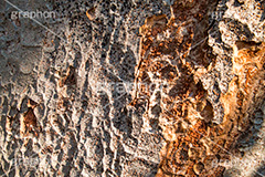 木の幹,大木,木,幹,皮,テクスチャ,テクスチャ―,texture,表面,ボコボコ