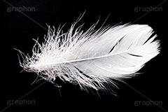 羽,はね,ウィング,テクスチャ,テクスチャー,texture,wing,feather,angel,エンジェル,天使,羽毛,綿毛,舞う