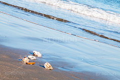 砂浜と貝殻,砂浜,貝殻,海,貝,sea,波打ち際,波,自然
