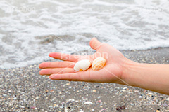 海で貝殻拾い,貝,貝殻,拾う,手,波打ち際,波,砂浜,泡,あわ,海,sea,hand,model,人物,モデル