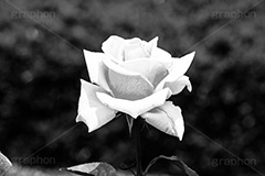 バラ(モノクロ),モノクロ,白黒,しろくろ,モノクローム,単色画,単彩画,単色,花,薔薇