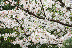 ソメイヨシノ,そめいよしの,桜,さくら,サクラ,桜まつり,花見,お花見,花,お花,フラワー,はな,綺麗,きれい,キレイ,蕾,つぼみ,咲,春,blossom,japan,flower