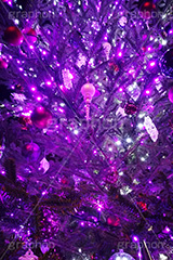 ピンクに輝くクリスマスツリー,クリスマスツリー,イルミネーション,イルミ,illumination,tree,電飾,電球,発光ダイオード,LED,冬,キラキラ,綺麗,きれい,キレイ,煌,輝,クリスマス,CHRISTMAS,Xmas,ornament,present,pink,飾り,デコレーション,イベント,オーナメント,ピンク,スマホ撮影