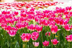 チューリップ畑,チューリップ,ちゅーりっぷ,花,お花,フラワー,はな,flower,花畑,花壇,キレイ,きれい,綺麗,満開,咲,春,tulip,spring