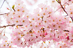 桜の花びら,さくら,桜,花,フラワー,春,spring,flower,花びら,花弁,満開,咲く,ピンク,神代曙,blossom,japan