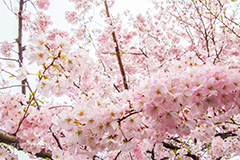 桜の花びら,さくら,桜,花,フラワー,春,spring,flower,花びら,花弁,満開,咲く,ピンク,神代曙,blossom