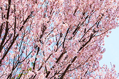 桜と青空,さくら,桜,春,フラワー,青空,japan,spring,flower,花見,満開,空,blossom