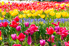 チューリップ畑,チューリップ,ちゅーりっぷ,花,お花,フラワー,はな,花畑,キレイ,きれい,綺麗,満開,咲,咲いた,さいた,春,花壇,tulip,spring,flower