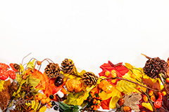 ハロウィンフレーム,フレーム,ハロウィン,はろうぃん,ハロウィーン,カボチャ,南瓜,パンプキン,オーナメント,飾り,松ぼっくり,実,木の実,どんぐり,ドングリ,キノコ,きのこ,落ち葉,紅葉,イベント,秋,オータム,行事,枠,Halloween,ornament,frame,pumpkin,autumn,フルサイズ撮影