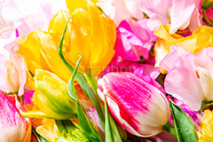 スプリング,春,ガーリー,パステル,spring,pastel,花,フラワー,カラフル,チューリップ,スイートピー,水滴,しずく,flower,colorful,tulip