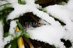 雪,ゆき,積,植物,草,冬,snow,winter