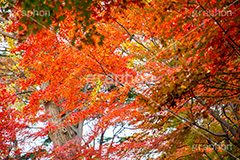 真っ赤なモミジ,もみじ,真っ赤,色づく,紅葉,自然,植物,木々,秋,赤,季語,草木,japan,autumn,フルサイズ撮影