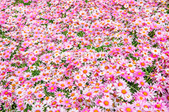 ピンクのデイジー,デイジー,ピンク,花,お花,フラワー,はな,キク科,咲,春,花弁,綺麗,きれい,キレイ,pink,flower,spring,フルサイズ撮影