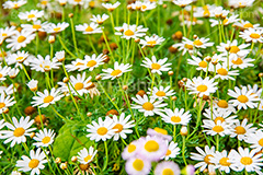 白いデイジー,白い,ホワイト,花,お花,フラワー,はな,デージー,キク科,多年草,咲,春,花弁,綺麗,きれい,キレイ,white,flower,spring,フルサイズ撮影