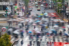 雨の日の渋谷,雨の日,雨,梅雨,交差点,信号,横断歩道,足元,傘,かさ,道路,アスファルト,水たまり,水溜まり,水しぶき,渋谷,スクランブル交差点,雑踏,都会の雑踏,都会,都心,東京,人混み,混雑,街角,街角スナップ,混む,人々,渡る,歩く,通勤,通学,人物,shibuya,japan,rain,umbrella