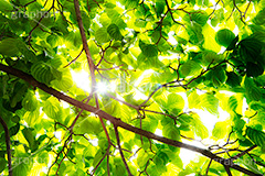 木漏れ日,こもれび,陽の光,太陽,眩,自然,草木,植物,新緑,穏やか,爽やか,フレア,逆光,サスティナブル,サステナビリティ,サスティナビリティ,sustainable,sustainability,flare,フルサイズ撮影