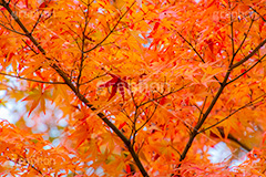紅葉,もみじ,色づく,自然,植物,木々,秋,赤,季語,草木,japan,autumn