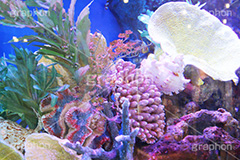 珊瑚いろいろ,水族館,アクアリウム,アクア,魚,深海,珊瑚,サンゴ,水槽,カラフル,fish,aquarium