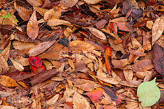 落ち葉,落葉,枯れ葉,枯葉,葉っぱ,葉,はっぱ,枯れる,自然,植物,秋,濡れ,雨上がり,テクスチャー,テクスチャ,texture