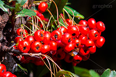 ピラカンサ,木の実,実,真っ赤,赤い実,然,雨上がり,水滴,雨粒,natural