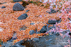 川に落ち葉,川,川の流れ,落ち葉,落葉,枯れ葉,枯葉,葉っぱ,葉,はっぱ,枯れる,自然,植物,秋,紅葉,モミジ,もみじ,かえで,楓