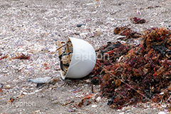 砂浜の落し物,海岸,砂浜,貝殻,海藻,ごみ,ゴミ,ヘルメット,謎,なぞ,落し物