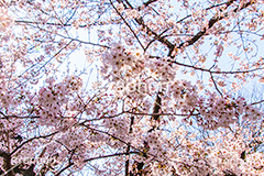 桜,サクラ,さくら,満開,花見,お花見,自然,青空,花びら,さくらまつり,花,春,blossom,japan,spring,flower