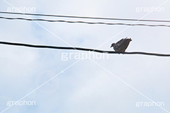 電線,電信柱,ハト,鳩,鳥,とまる,はと,野鳥