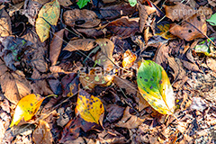 落葉,落ち葉,黄葉,秋,季語,色づく,枯葉,枯れ,葉,葉っぱ,湿気,濡れ,雨上がり,autumn,フルサイズ撮影