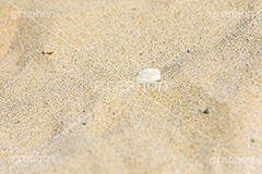 貝殻,貝,砂浜,海岸,砂,海,sea,フルサイズ撮影
