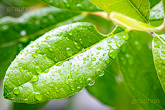 雨粒,雨,あめ,雨の日,葉,葉っぱ,はっぱ,植物,自然,梅雨,つゆ,水滴,網,柵,垂れる,濡れ,rain,leaf,natural,フルサイズ撮影