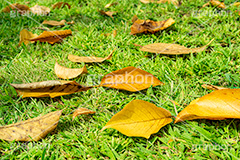 秋の気配,落葉,落ち葉,黄葉,秋,色づく,枯葉,枯れ,葉,葉っぱ,autumn