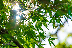 木漏れ日,逆光,太陽,新緑の楓,楓,かえで,カエデ,新緑,草木,自然,青々,緑,葉,新緑,木漏れ日,立秋,natural,leaf,フルサイズ撮影