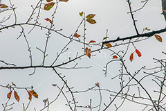 秋の気配,秋,紅葉,autumn,フルサイズ撮影