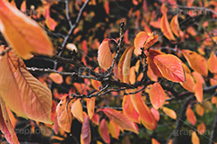 秋の気配,秋,紅葉,葉,葉っぱ,雰囲気,哀愁,autumn,leaf,フルサイズ撮影