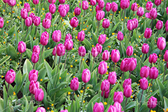 チューリップ,ちゅーりっぷ,チューリップ畑,花,お花,フラワー,はな,flower,花畑,キレイ,きれい,綺麗,満開,咲,咲いた,さいた,春,花壇,tulip,spring